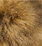 Camel Luxe Faux-Fur Collar Trench Coat